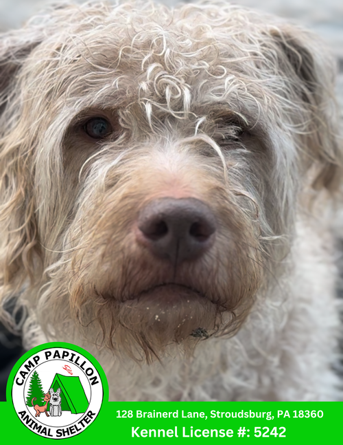 picture of the dog needing adoption