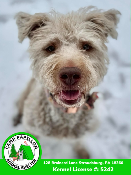 picture of the dog needing adoption