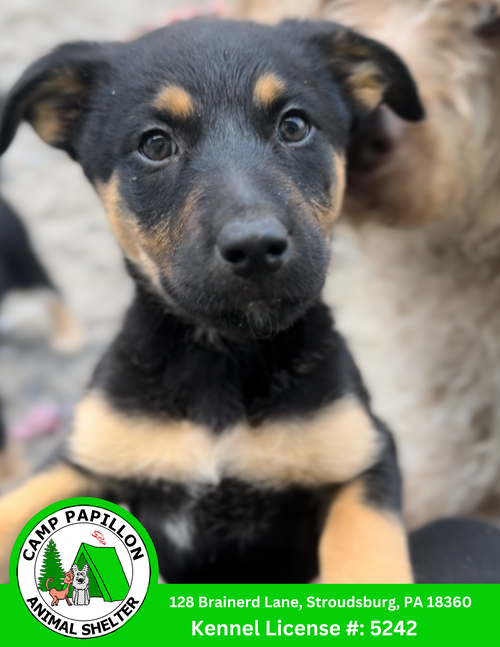 picture of the dog needing adoption