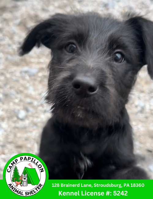 picture of the dog needing adoption
