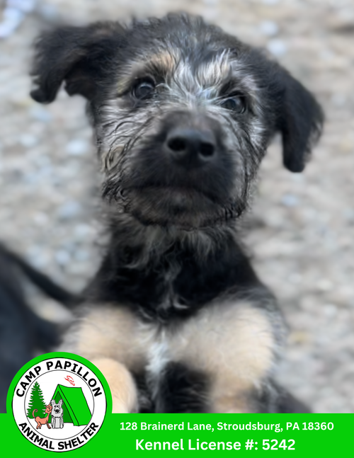 picture of the dog needing adoption
