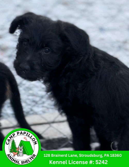 picture of the dog needing adoption