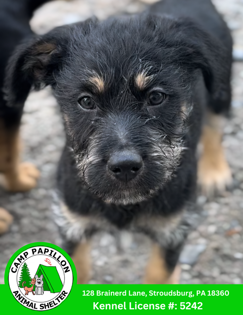 picture of the dog needing adoption