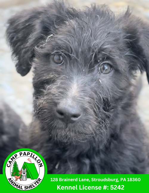 picture of the dog needing adoption