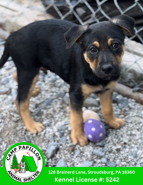 picture of the dog needing adoption