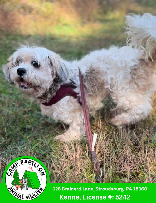 picture of the dog needing adoption