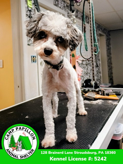 Quincy, an adoptable Maltese in Stroudsburg, PA