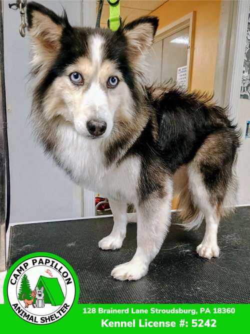 Selene, an adoptable Pomeranian in Stroudsburg, PA