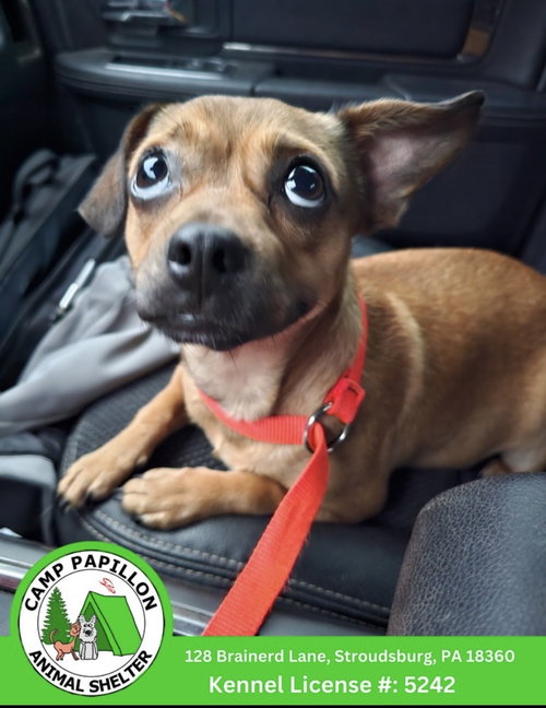 picture of the dog needing adoption