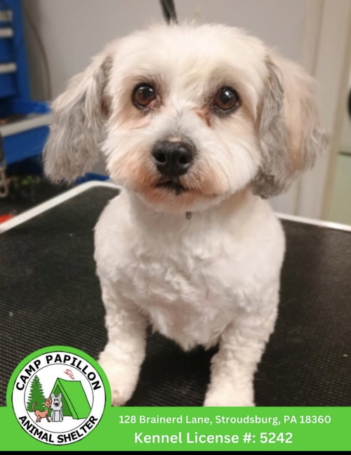 Orpha, an adoptable Havanese in Stroudsburg, PA