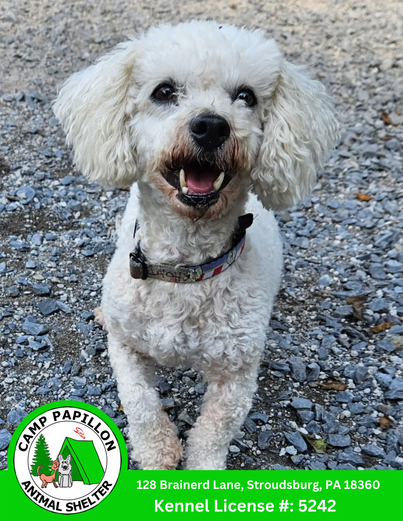 Rhonda - Bichon Frise