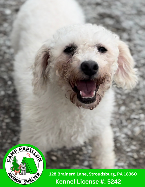 Lorretta, an adoptable Bichon Frise in Stroudsburg, PA