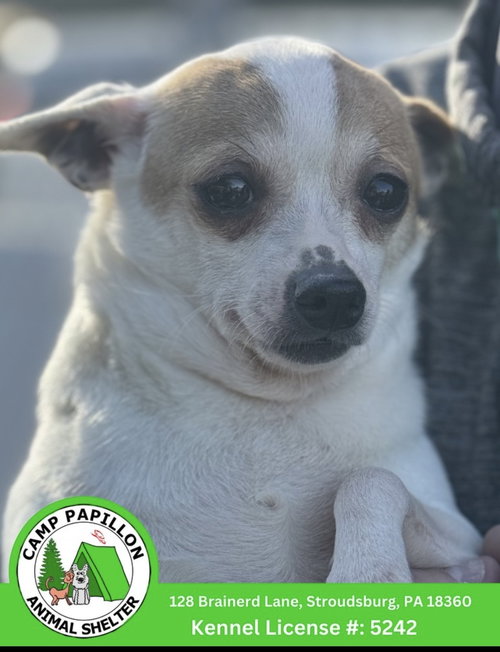 Crackers, an adoptable Chihuahua in Stroudsburg, PA