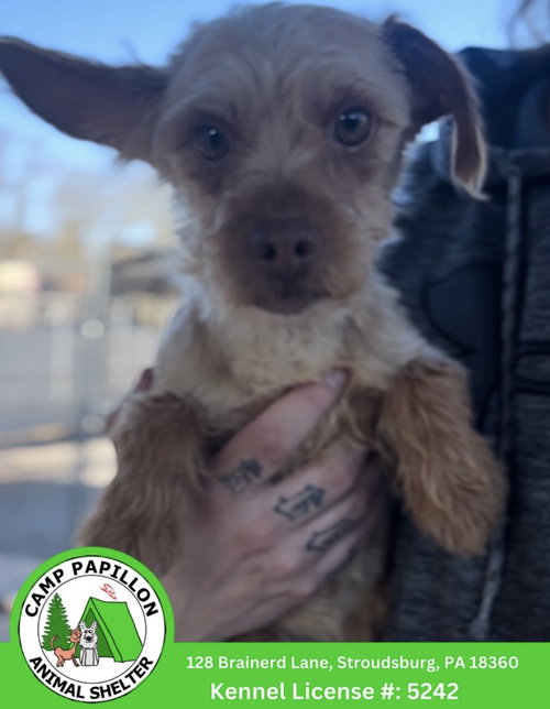 Snickers, an adoptable Yorkshire Terrier Yorkie in Stroudsburg, PA