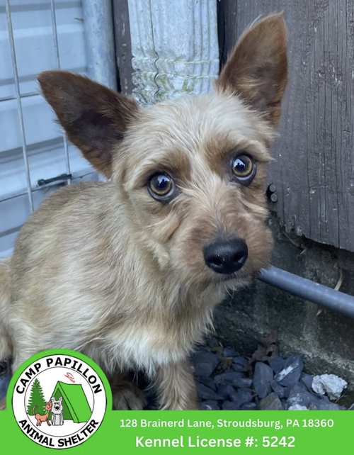 Hazle, an adoptable Yorkshire Terrier Yorkie in Stroudsburg, PA