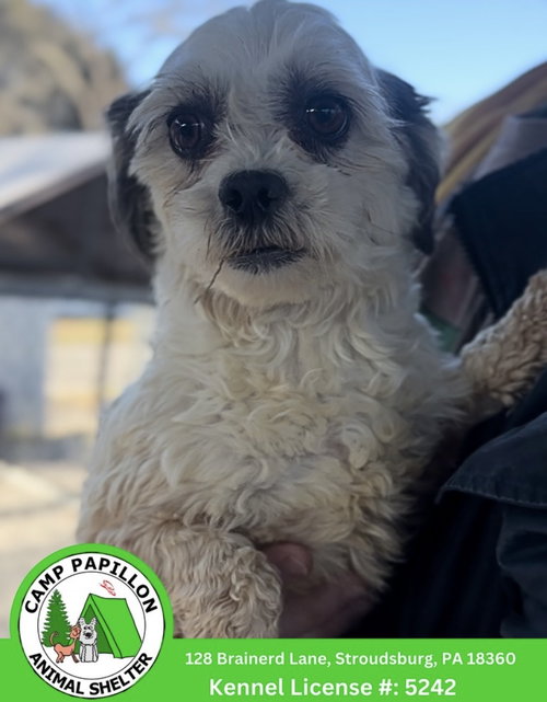 Autum, an adoptable Shih Tzu in Stroudsburg, PA