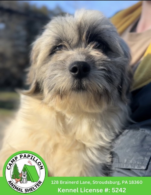 Sasha, an adoptable Shih Tzu in Stroudsburg, PA