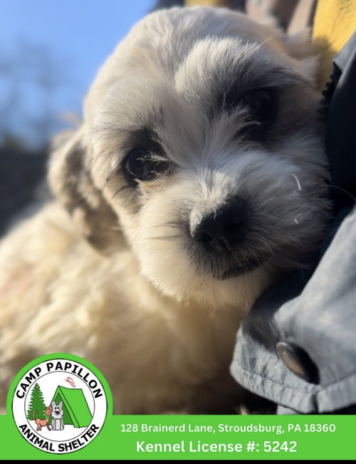 Acorn, an adoptable Shih Tzu in Stroudsburg, PA