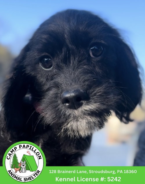 Charlotte, an adoptable Terrier in Stroudsburg, PA
