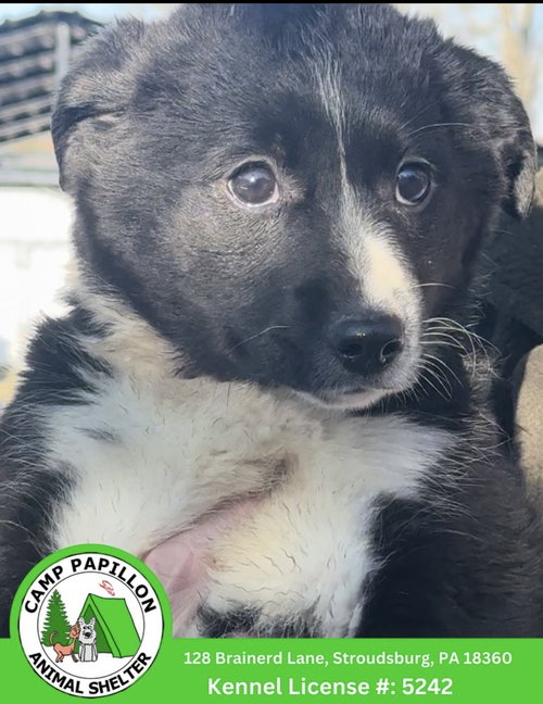 Zelda, an adoptable Border Collie in Stroudsburg, PA