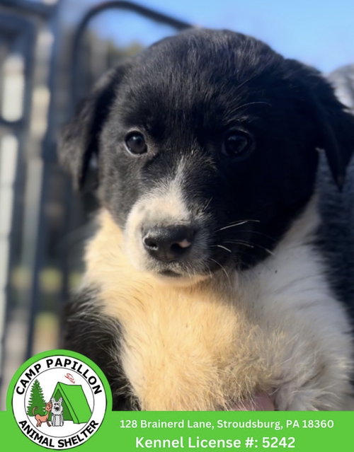 Mipha, an adoptable Border Collie in Stroudsburg, PA