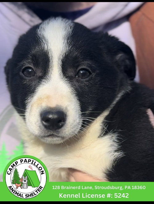 Telma, an adoptable Border Collie in Stroudsburg, PA