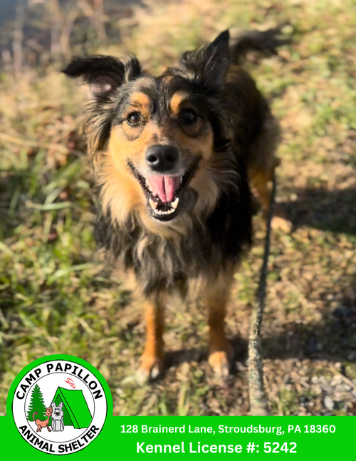 Zues, an adoptable Border Collie in Stroudsburg, PA