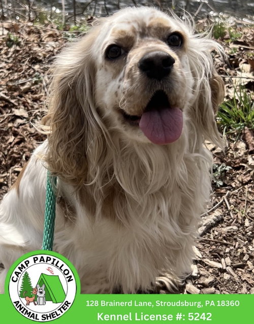 Levi, an adoptable Cocker Spaniel in Stroudsburg, PA