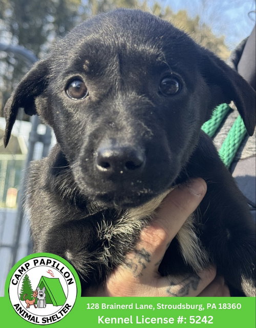 Agitha, an adoptable Unknown breed in Stroudsburg, PA