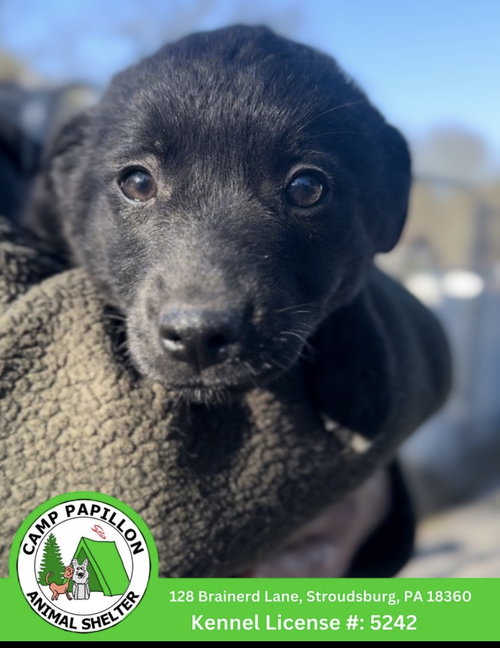 Talo, an adoptable Border Collie in Stroudsburg, PA