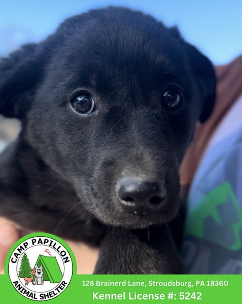 Barnes, an adoptable Border Collie in Stroudsburg, PA