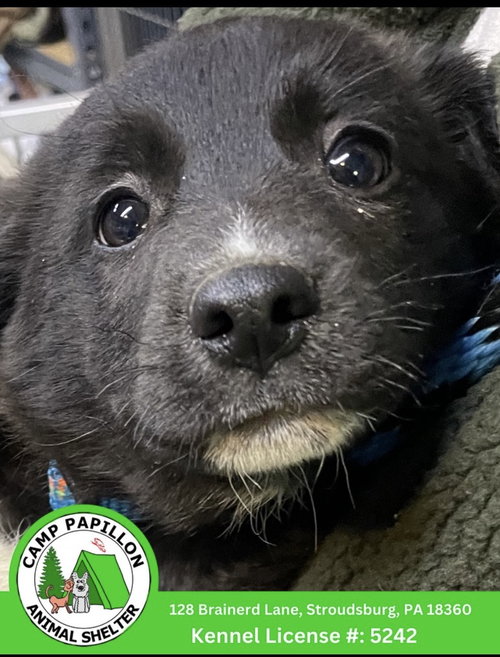 Kass, an adoptable Border Collie in Stroudsburg, PA