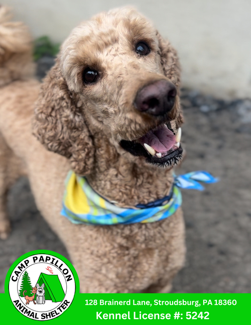 Bentley, an adoptable Poodle in Stroudsburg, PA