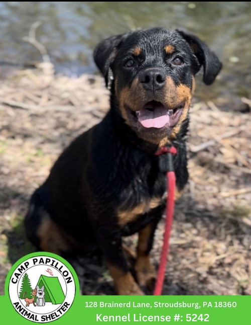 picture of the dog needing adoption