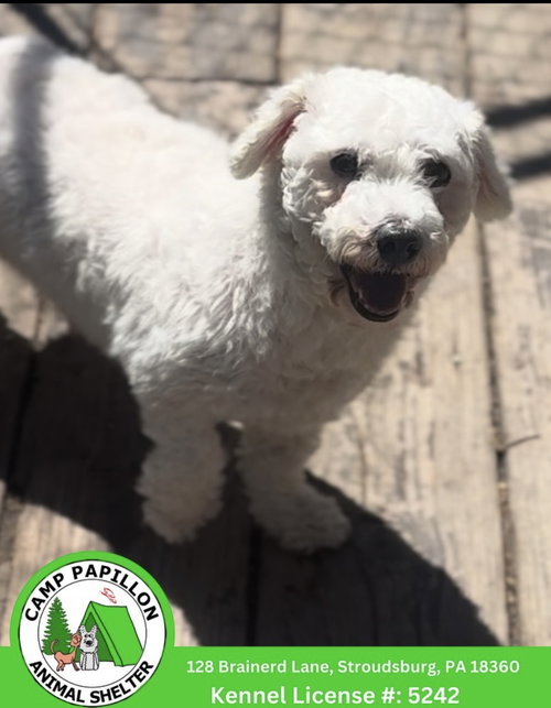 Tina, an adoptable Bichon Frise in Stroudsburg, PA
