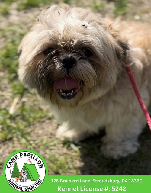 Ezekiel, an adoptable Shih Tzu in Stroudsburg, PA