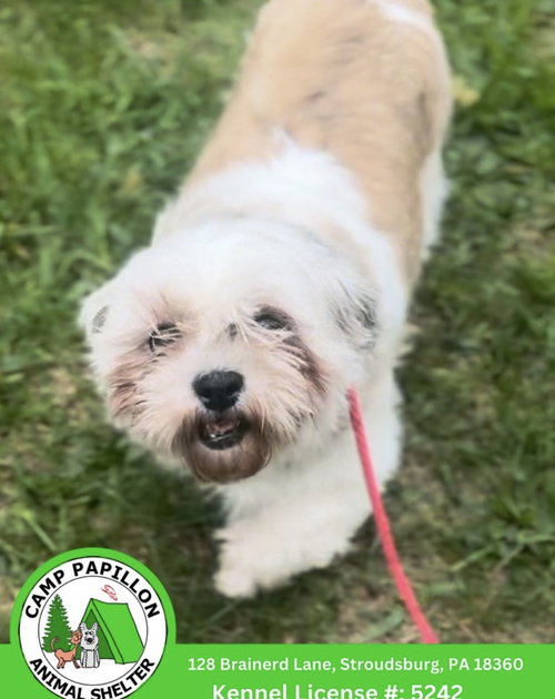 Carley, an adoptable Shih Tzu in Stroudsburg, PA