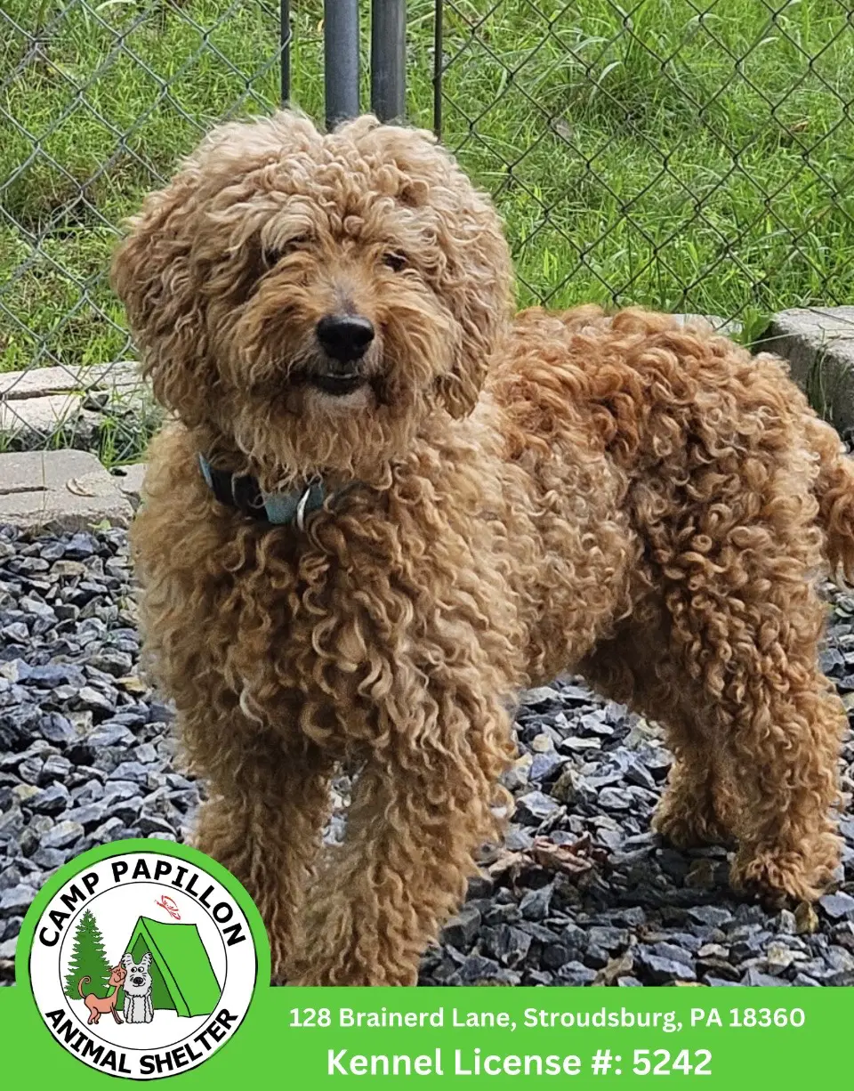 Tundra - Goldendoodle