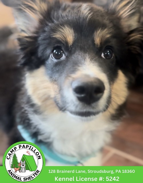 Benny, an adoptable Australian Shepherd in Stroudsburg, PA