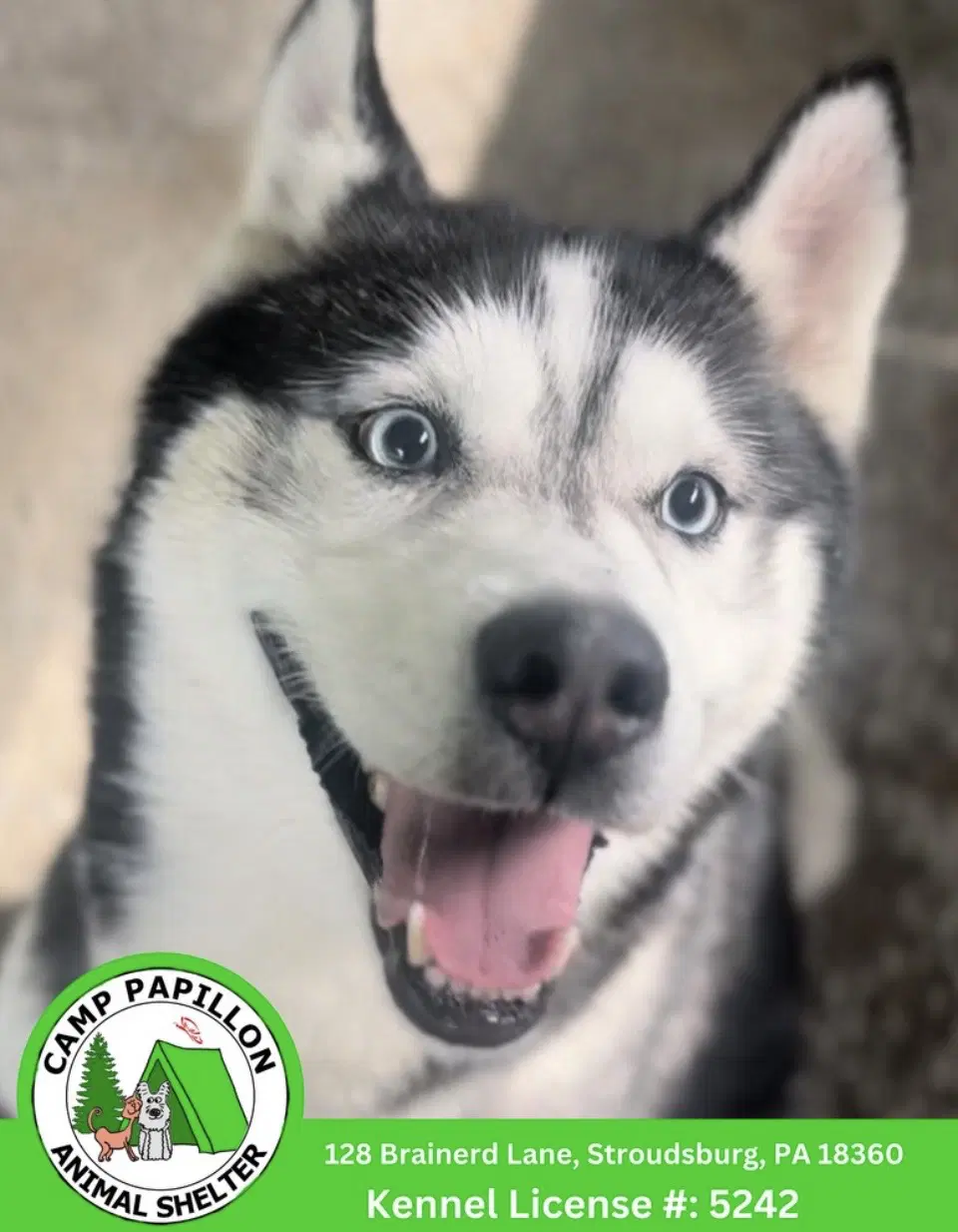 Seraiah - Husky