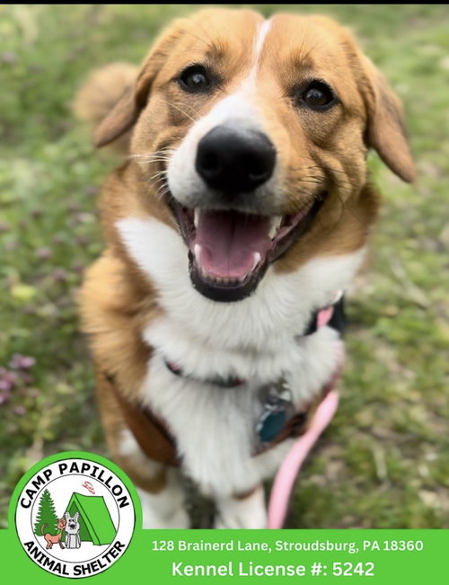 Merlin, an adoptable Corgi in Stroudsburg, PA