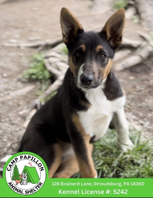 Furrari, an adoptable Australian Shepherd in Stroudsburg, PA