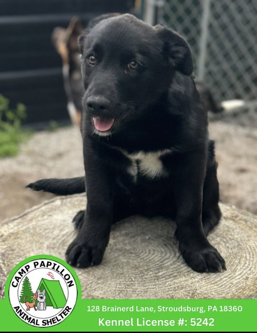 Lamborghini, an adoptable Australian Shepherd in Stroudsburg, PA