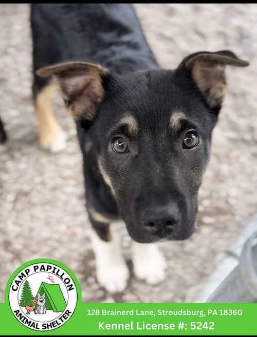 Lotus, an adoptable Australian Shepherd in Stroudsburg, PA