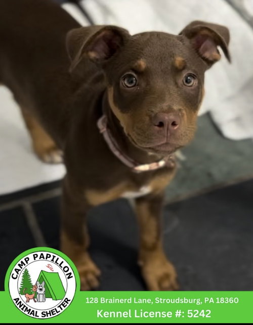 Coco, an adoptable Unknown breed in Stroudsburg, PA