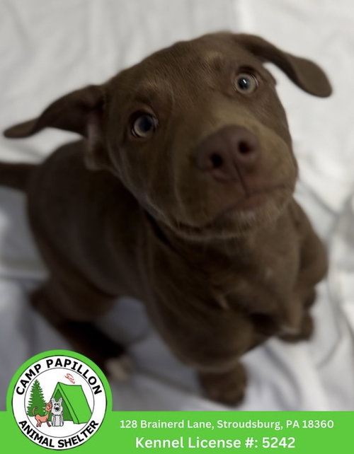 Milo, an adoptable Unknown breed in Stroudsburg, PA