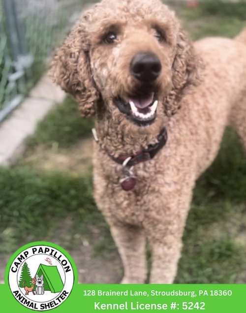Rama, an adoptable Poodle in Stroudsburg, PA