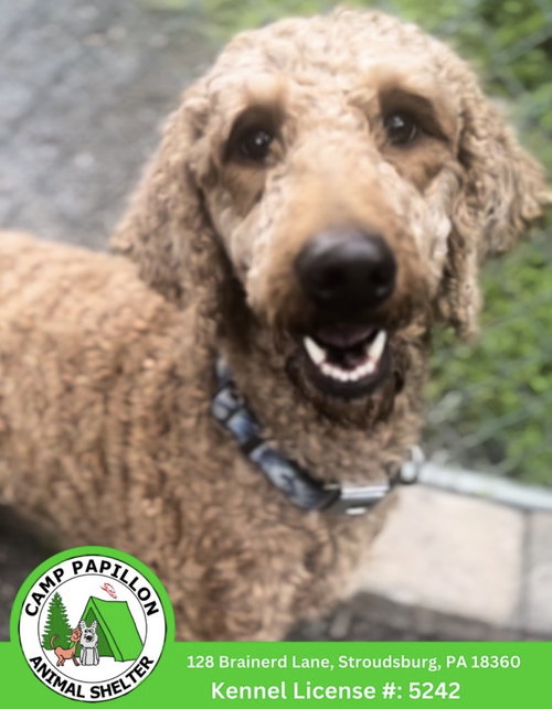 Dewey, an adoptable Poodle in Stroudsburg, PA