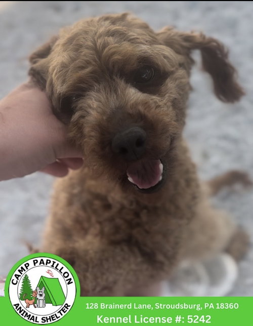 Baxter, an adoptable Poodle in Stroudsburg, PA