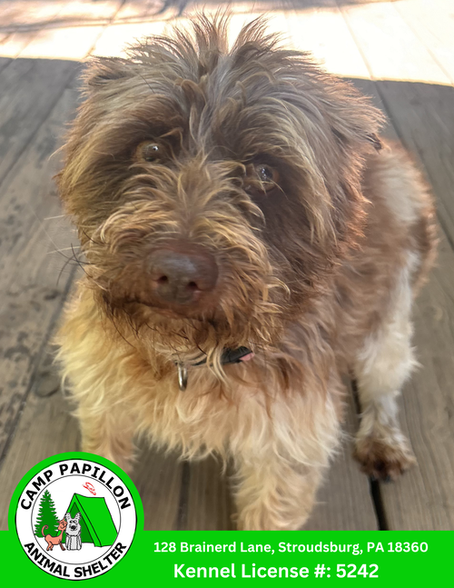 London, an adoptable Miniature Schnauzer in Stroudsburg, PA